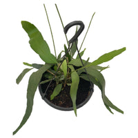 Queen of the Night ( Epiphyllum oxypetalum ) In Hanging Pot - Thegreenstack