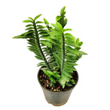Euphorbia tithymaloides, Devil’s Backbone (Green) - Thegreenstack