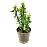 Euphorbia tithymaloides, Devil’s Backbone (Green) - Thegreenstack