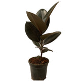 Ficus Elastica Burgundy - Thegreenstack