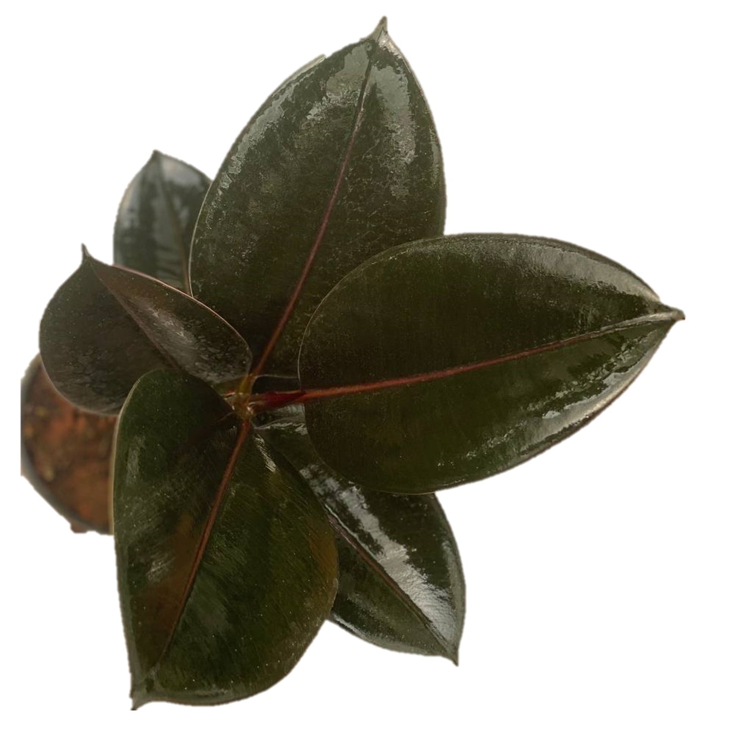 Ficus Elastica Burgundy - Thegreenstack