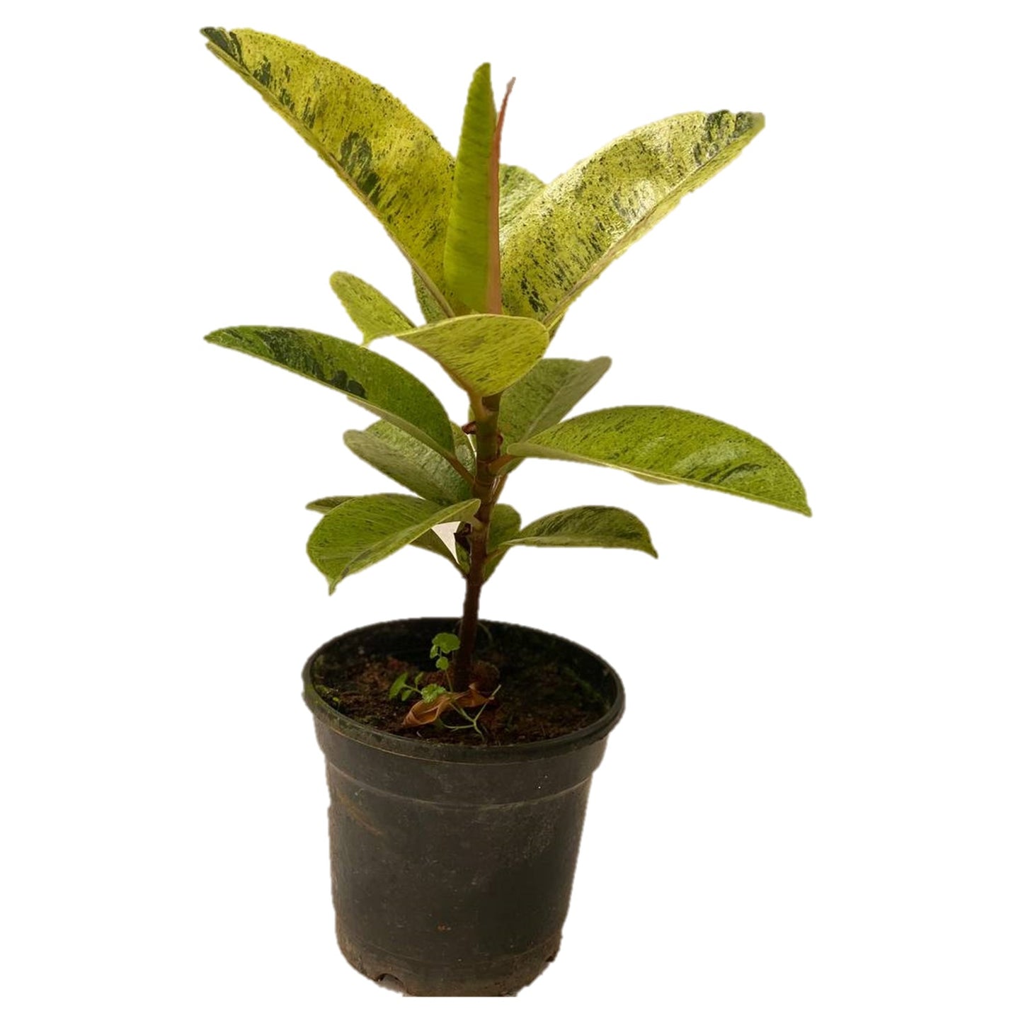 Ficus elastica Marble - Thegreenstack