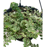 Ficus Pumila Variegata In Hanging Pot - Thegreenstack