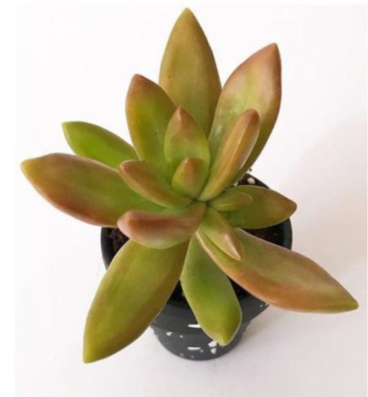 Firestorm – Sedum Adolphi - Thegreenstack