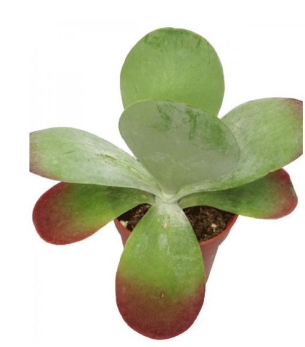 Flapjack Kalanchoe - Thegreenstack