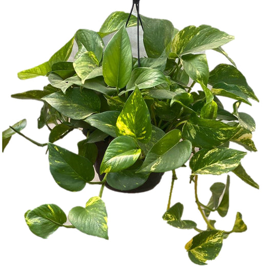 Money Plant Epipremnum Aureum Gold King In Hanging Pot - Thegreenstack