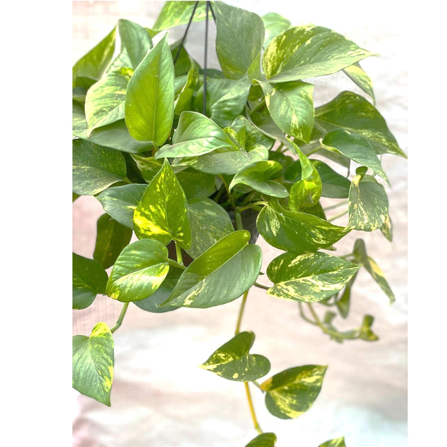 Money Plant Epipremnum Aureum Gold King In Hanging Pot - Thegreenstack