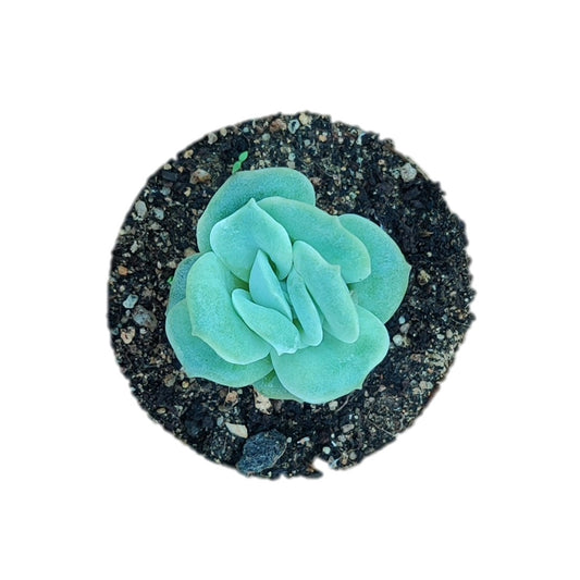 X Graptoveria ‘Lovely Rose’ - Thegreenstack