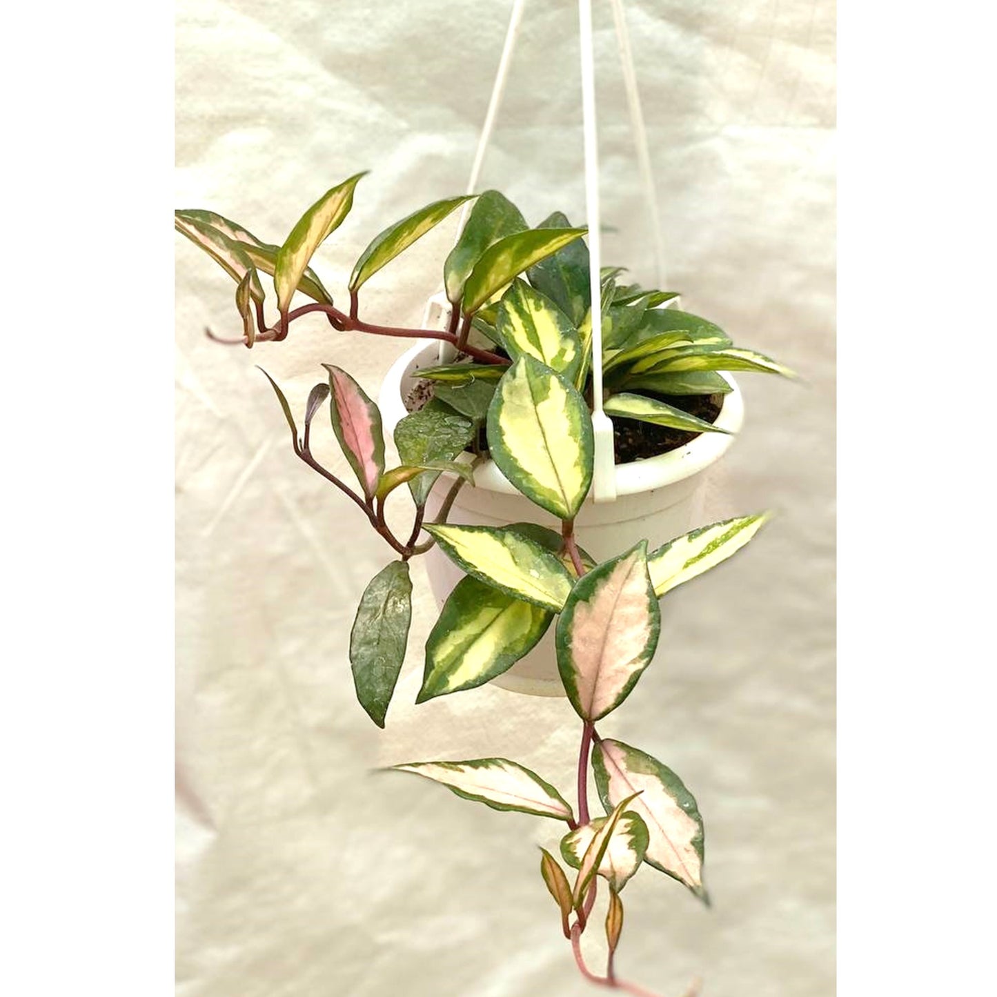 Krimson Princess In Hanging Pot - Thegreenstack