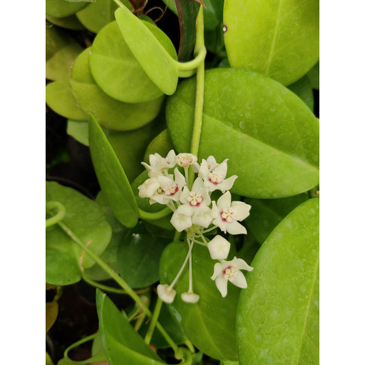 Hoya australis - Thegreenstack