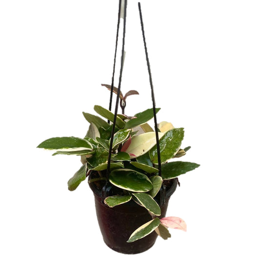 Hoya carnosa Krimson Queen In Hanging Pot - Thegreenstack