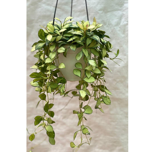 Hoya Heuschkeliana Variegata In Hanging Pot - Thegreenstack