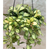 Hoya Heuschkeliana Variegata In Hanging Pot - Thegreenstack