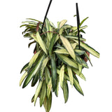 Hoya kentiana 'Variegata' In Hanging Pot - Thegreenstack
