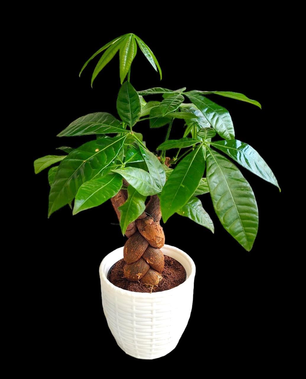 Pachira aquatica - Money tree Braided With Pot