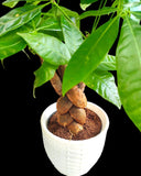 Pachira aquatica - Money tree Braided With Pot