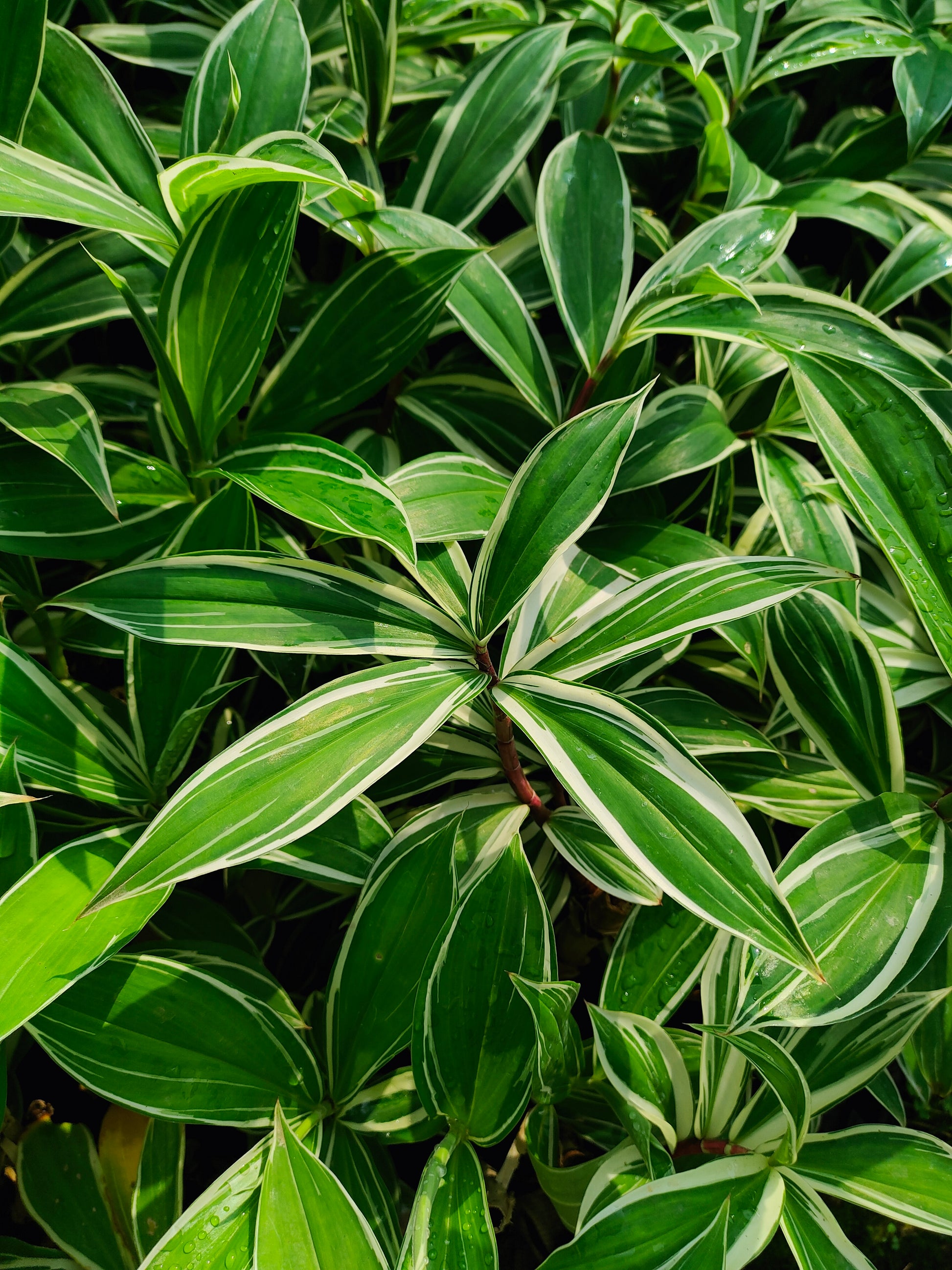 Costus arabicus 'Variegatus' - Thegreenstack