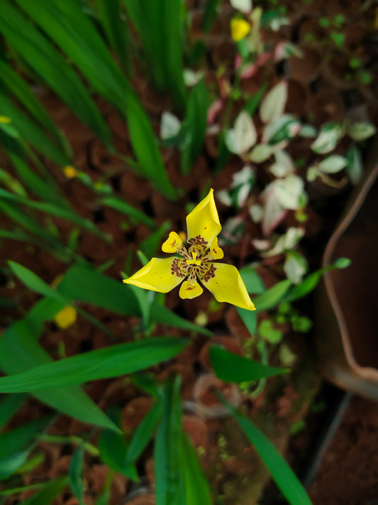 Neomarica longifolia - Thegreenstack