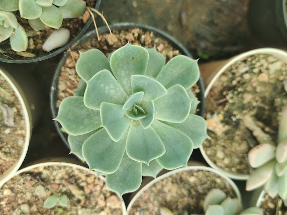 Echeveria Secunda - Thegreenstack