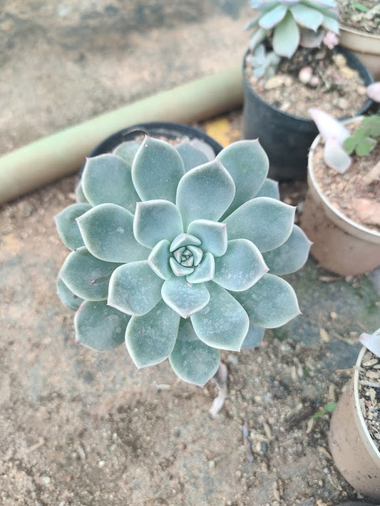 Pachyveria scheideckeri - Thegreenstack