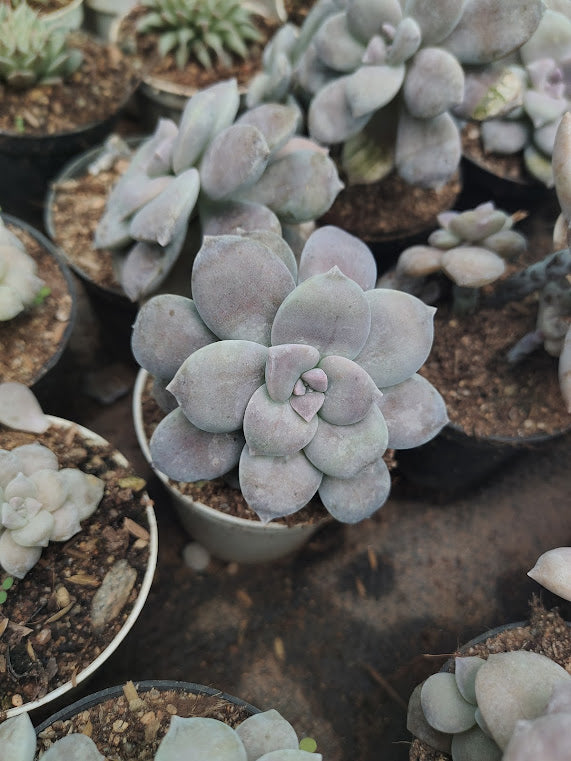 Echeveria superbum - Thegreenstack