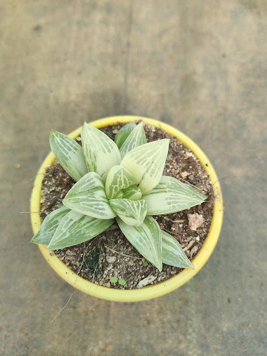 Haworthia Retusa 'White Ghost' - Thegreenstack