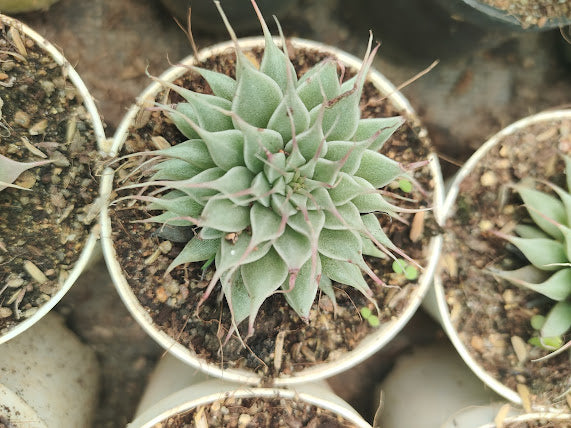 Echeveria Graptopetalum Filiferum a.k.a Graptoveria Silverstar - Thegreenstack