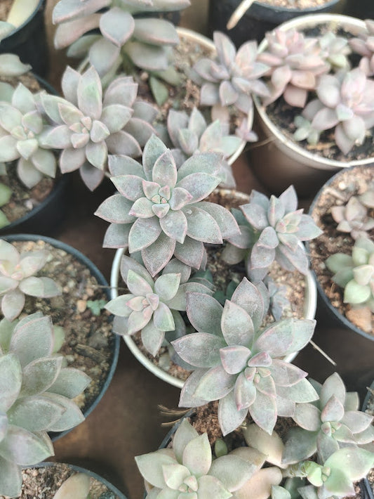 Leatherpetal (Graptopetalum) - Thegreenstack