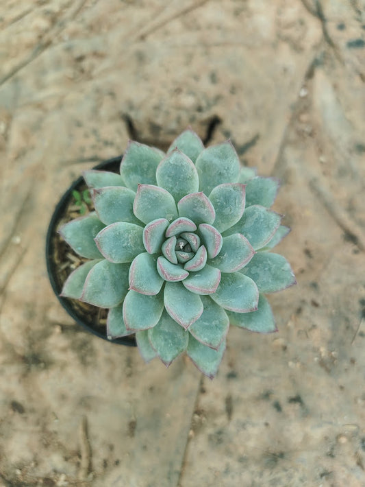 Echeveria Apus - Thegreenstack