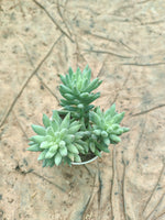 Sedeveria 'Harry Butterfield' a.k.a Super Donkey Tail - Thegreenstack