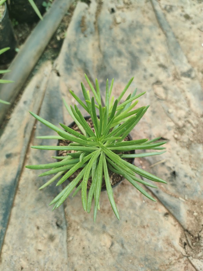 Senecio barbertonicus - Thegreenstack