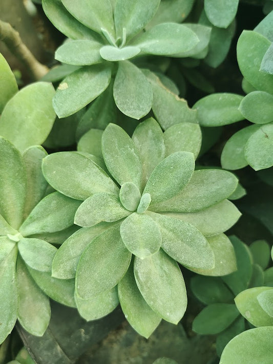 Senecio cephalophorus - Thegreenstack