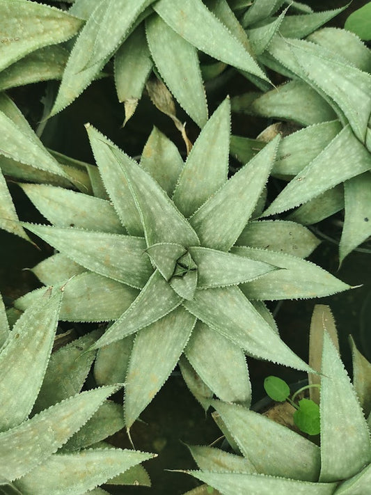 Gasteraloe 'Wonder' - Thegreenstack