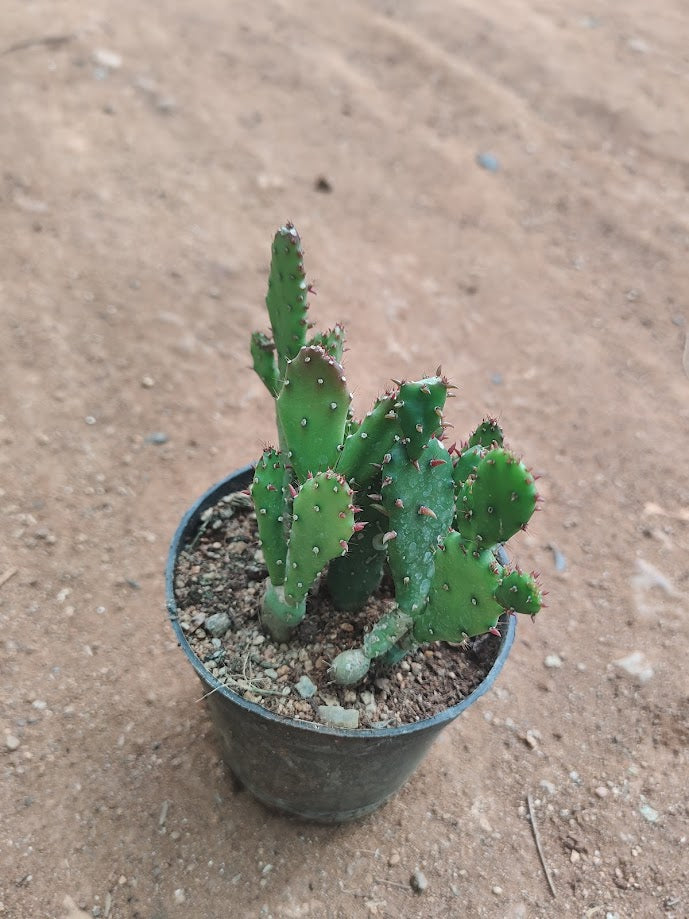 Opuntia monocantha - Drooping Prickly Pear Cactus - Thegreenstack