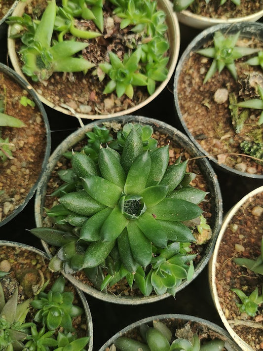 Orostachys japonica - Thegreenstack