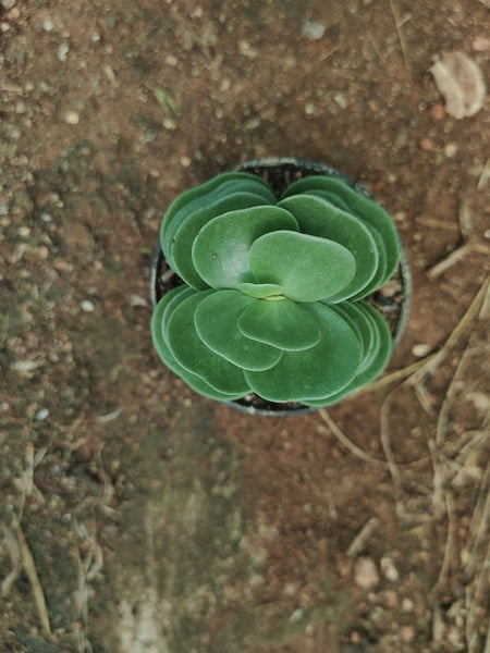 Portulaca molokiniensis - Thegreenstack