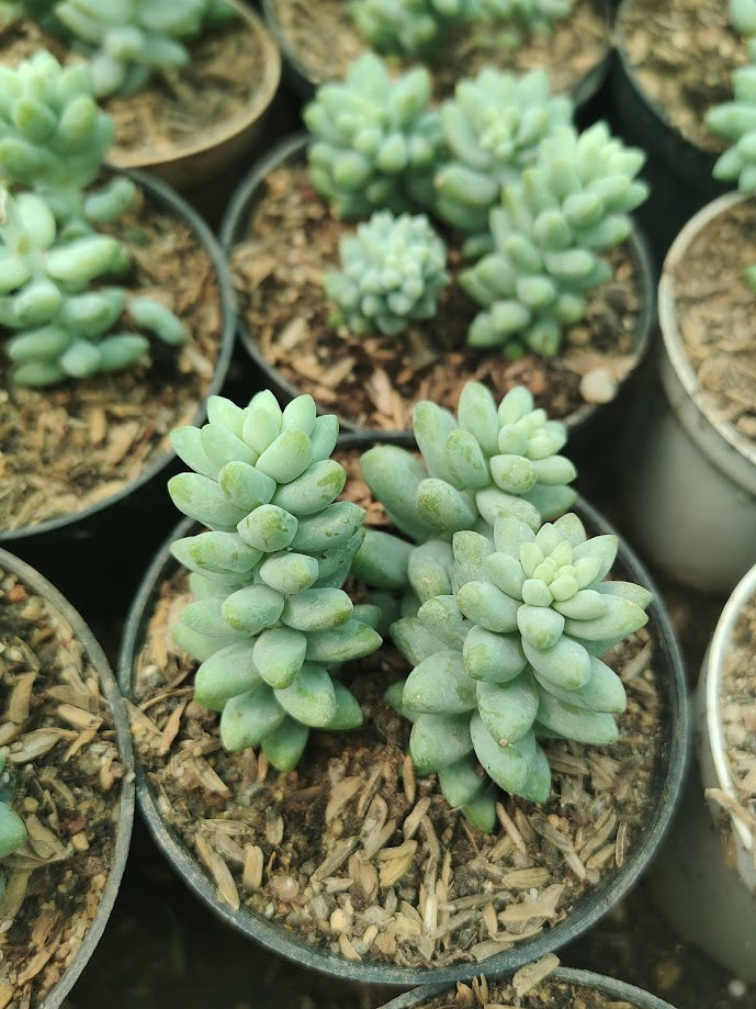 Sedum morganianum 'Burrito' (Burro's Tail) - Thegreenstack