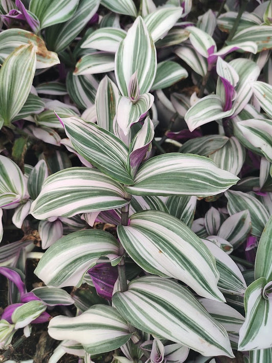 Tradescantia 'Nanouk' - Thegreenstack