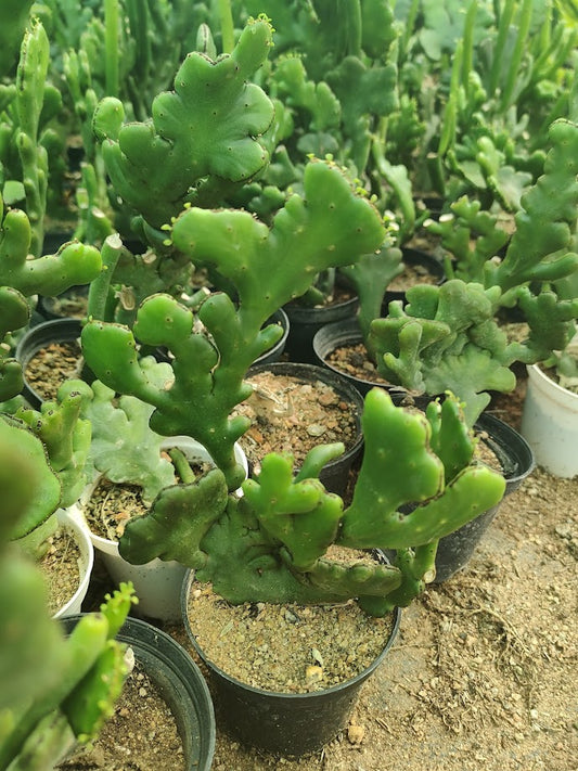 Euphorbia alluaudi cristata ssp. Oncoclada - Thegreenstack