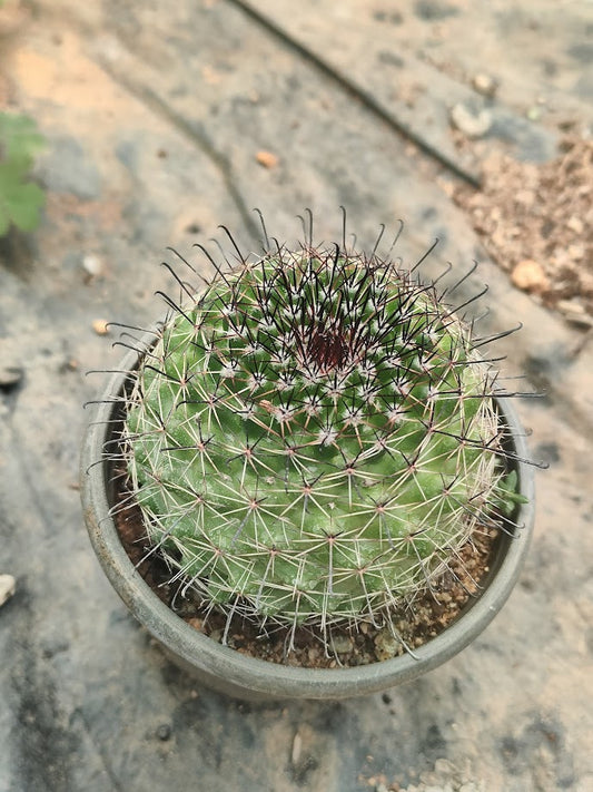 Mammillaria beneckei - Thegreenstack