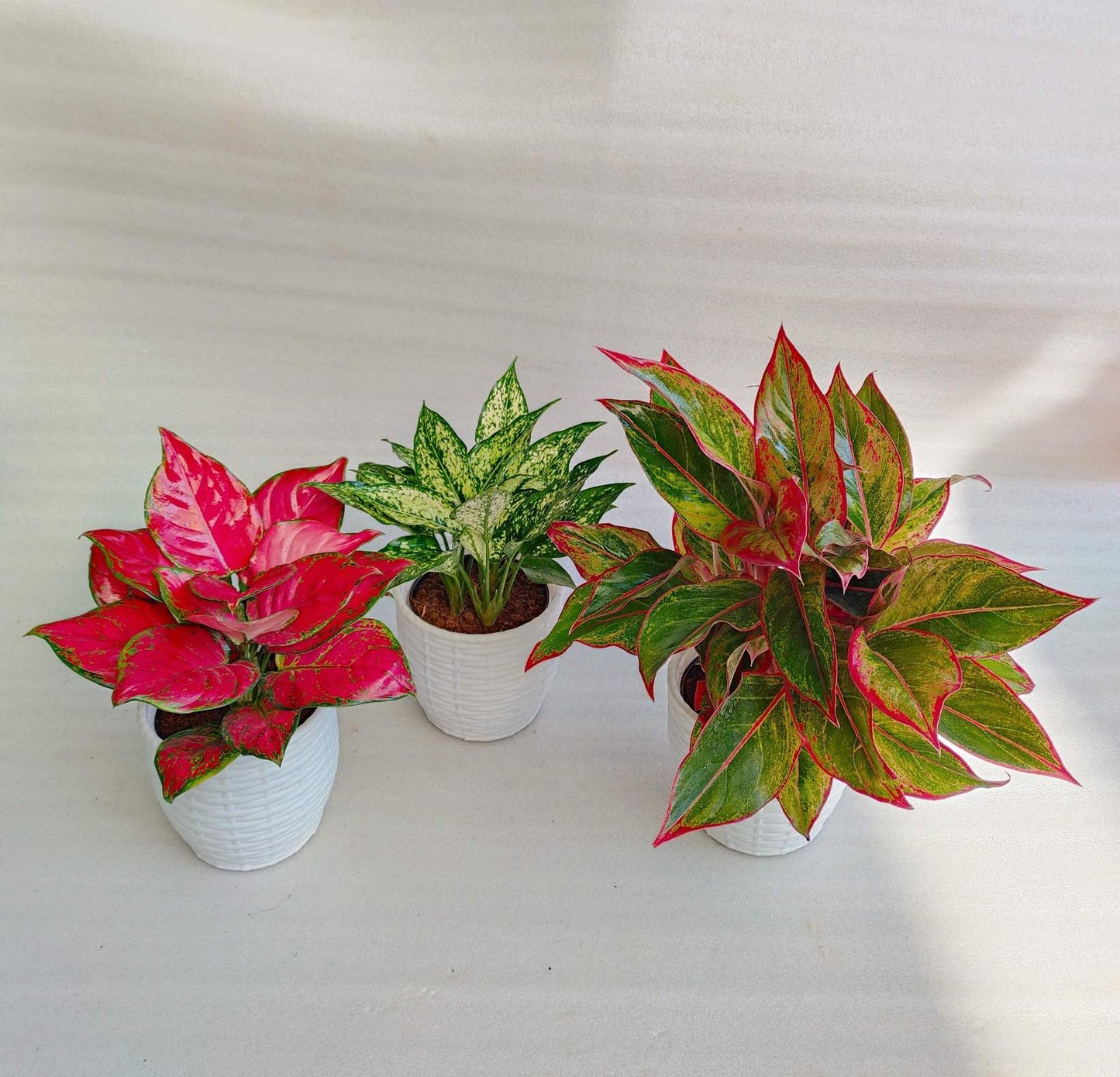 Aglaonema Combo with pot-3 - Thegreenstack