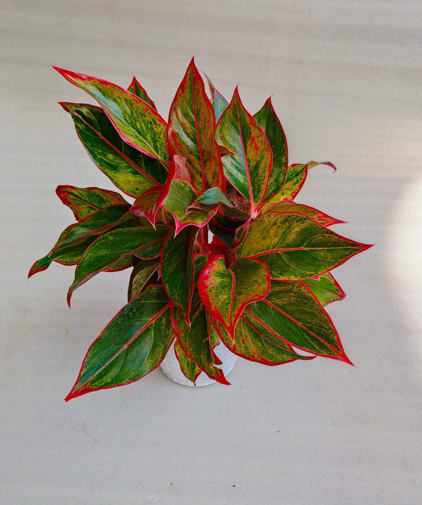 Aglaonema Combo with pot-3 - Thegreenstack