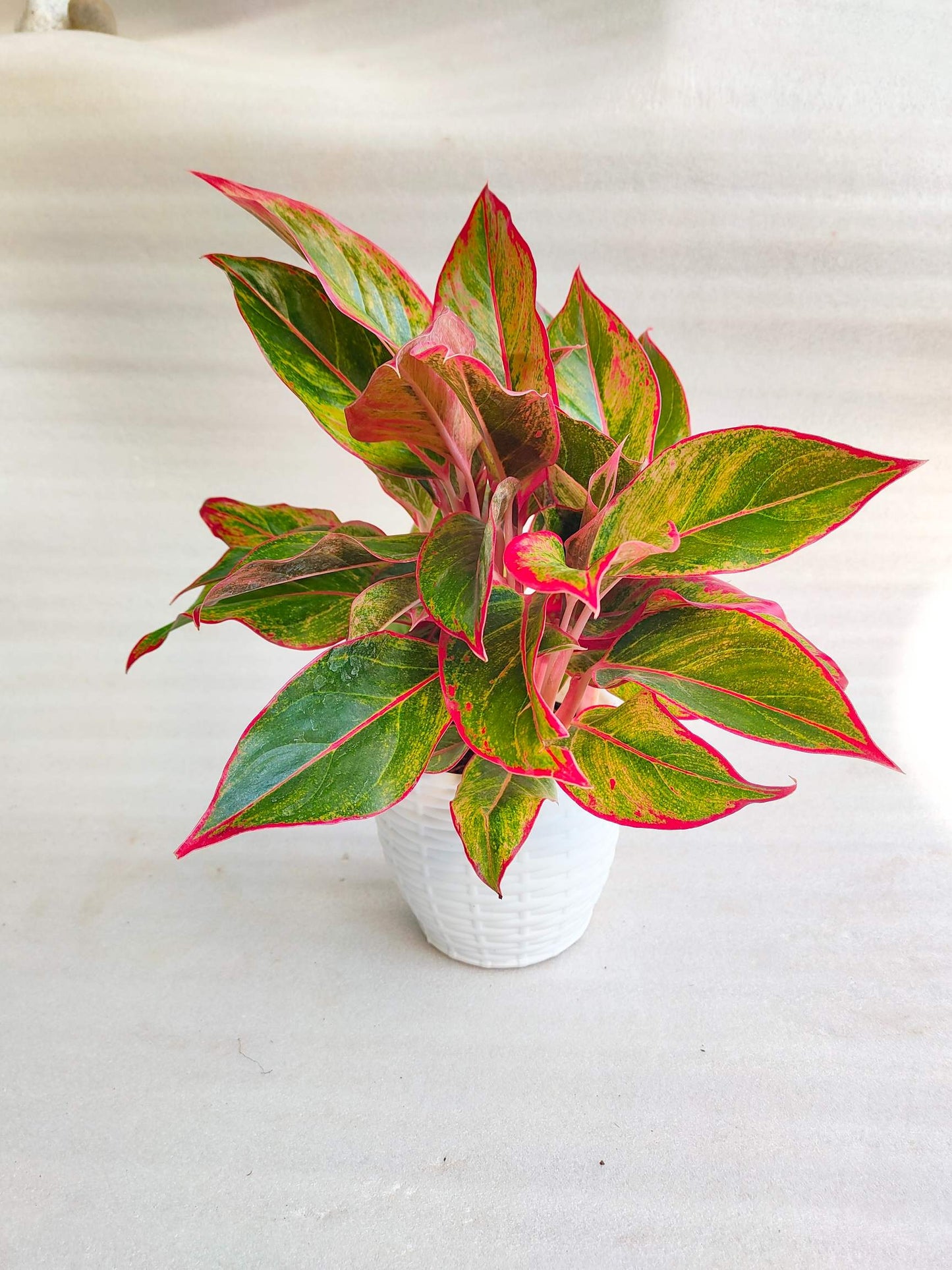 Aglaonema Combo with pot-3 - Thegreenstack