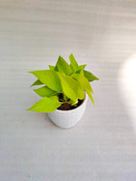 Money Plant Pack Of 5 Combo - Thegreenstack