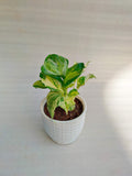 Money Plant Pack Of 5 Combo - Thegreenstack