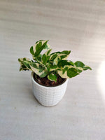 Money Plant Pack Of 5 Combo - Thegreenstack