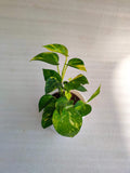 Money Plant Pack Of 5 Combo - Thegreenstack