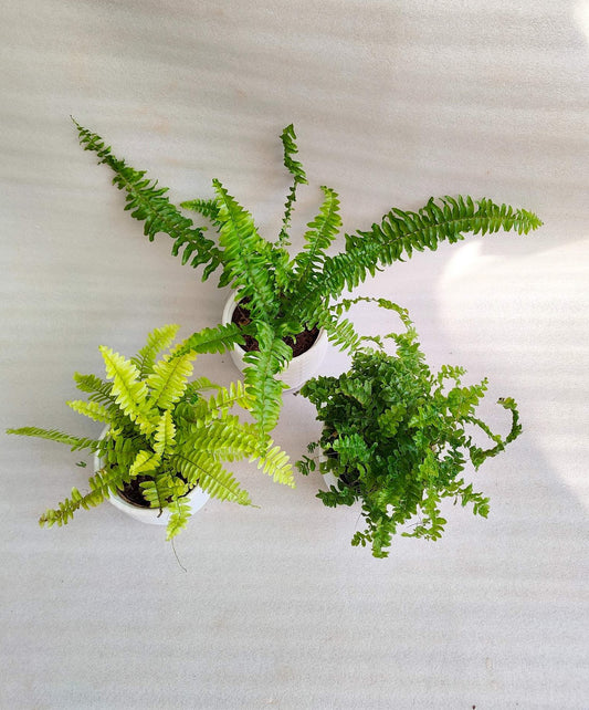 Ferns Combo Pack Of 3 With Pot - Thegreenstack