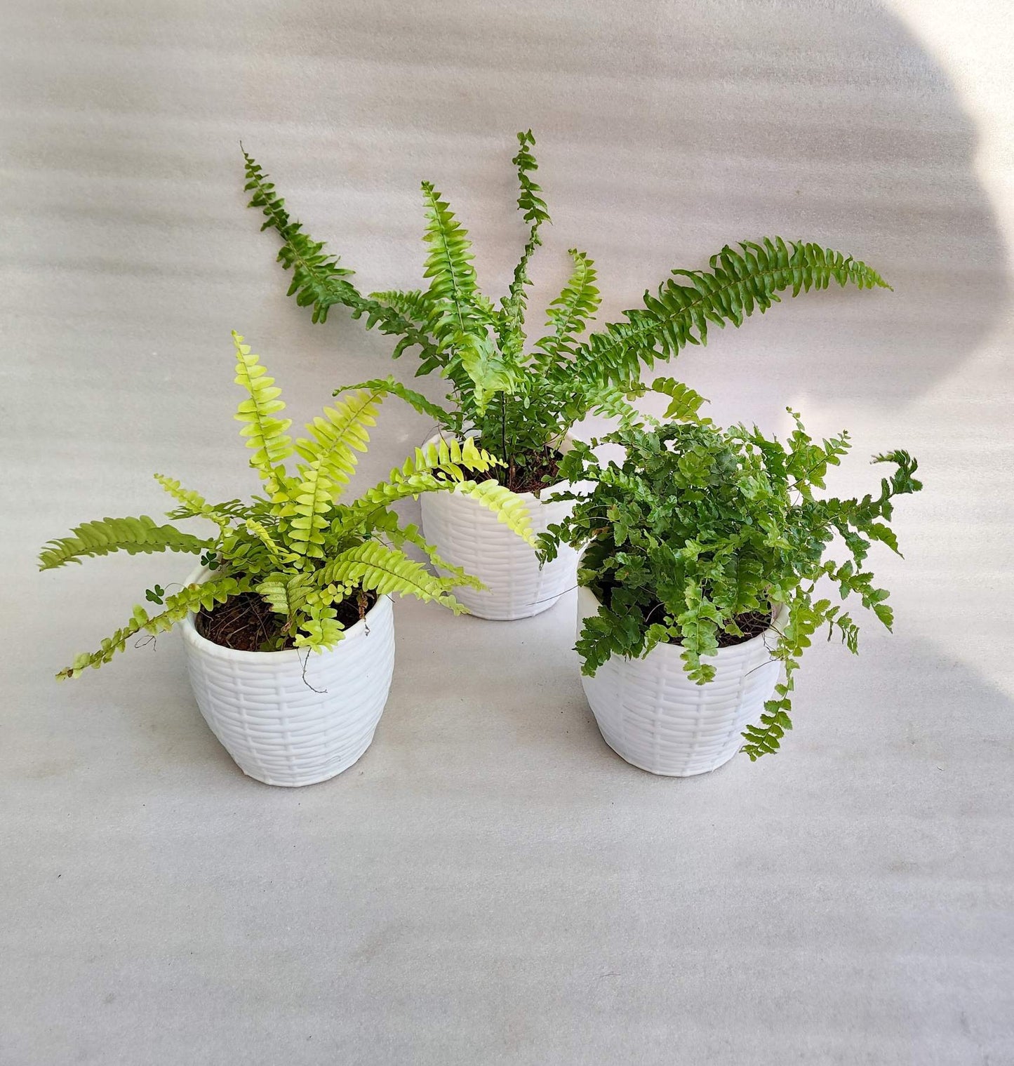 Ferns Combo Pack Of 3 With Pot - Thegreenstack