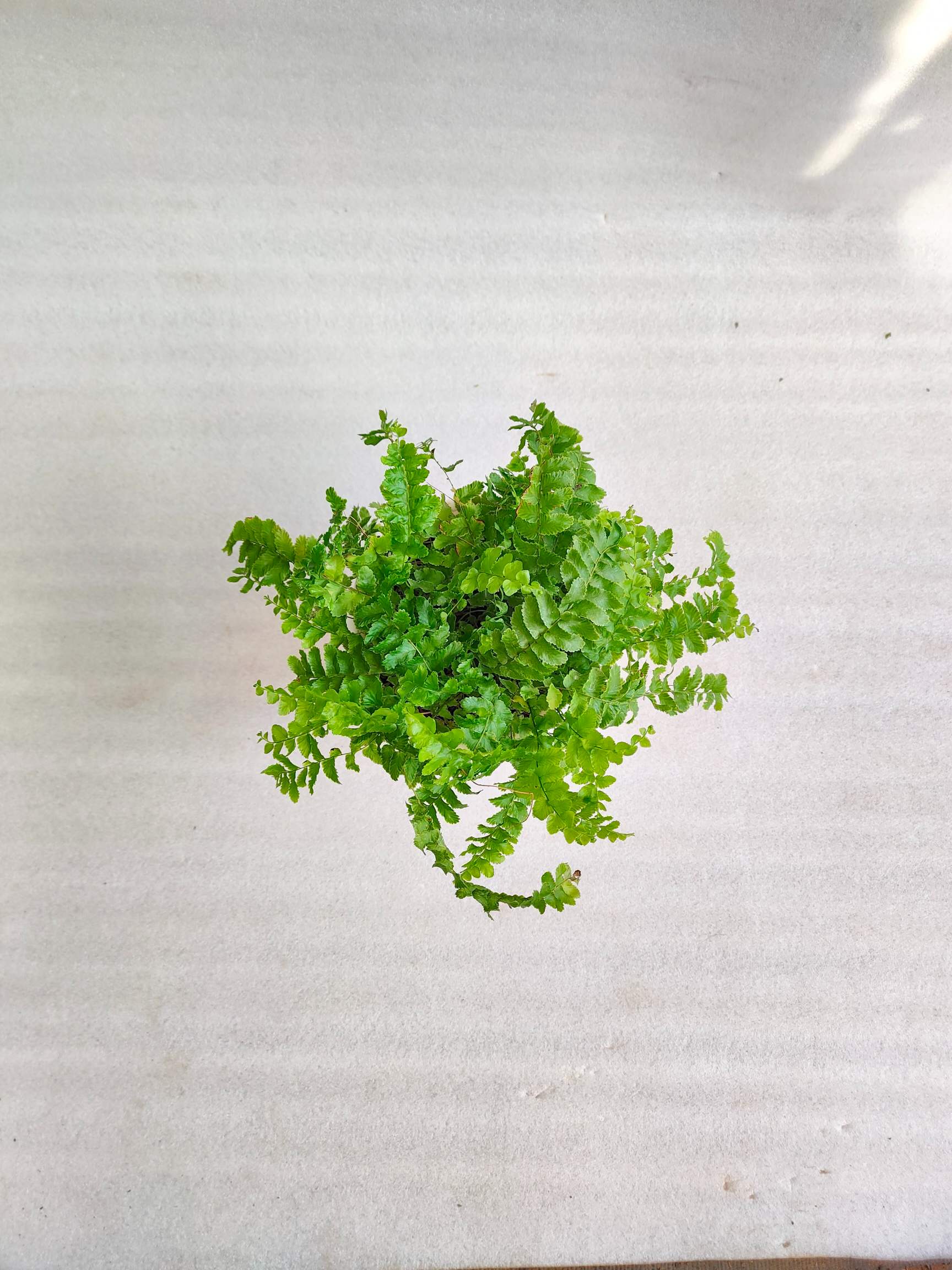 Ferns Combo Pack Of 3 With Pot - Thegreenstack